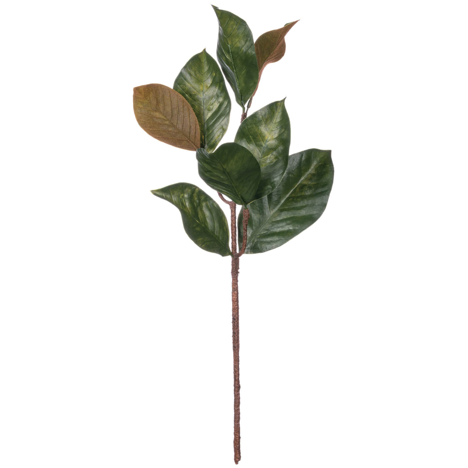 MAGNOLIA LEAF STEM