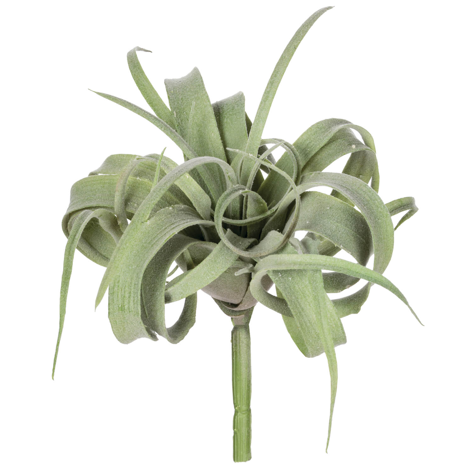 AIR PLANT