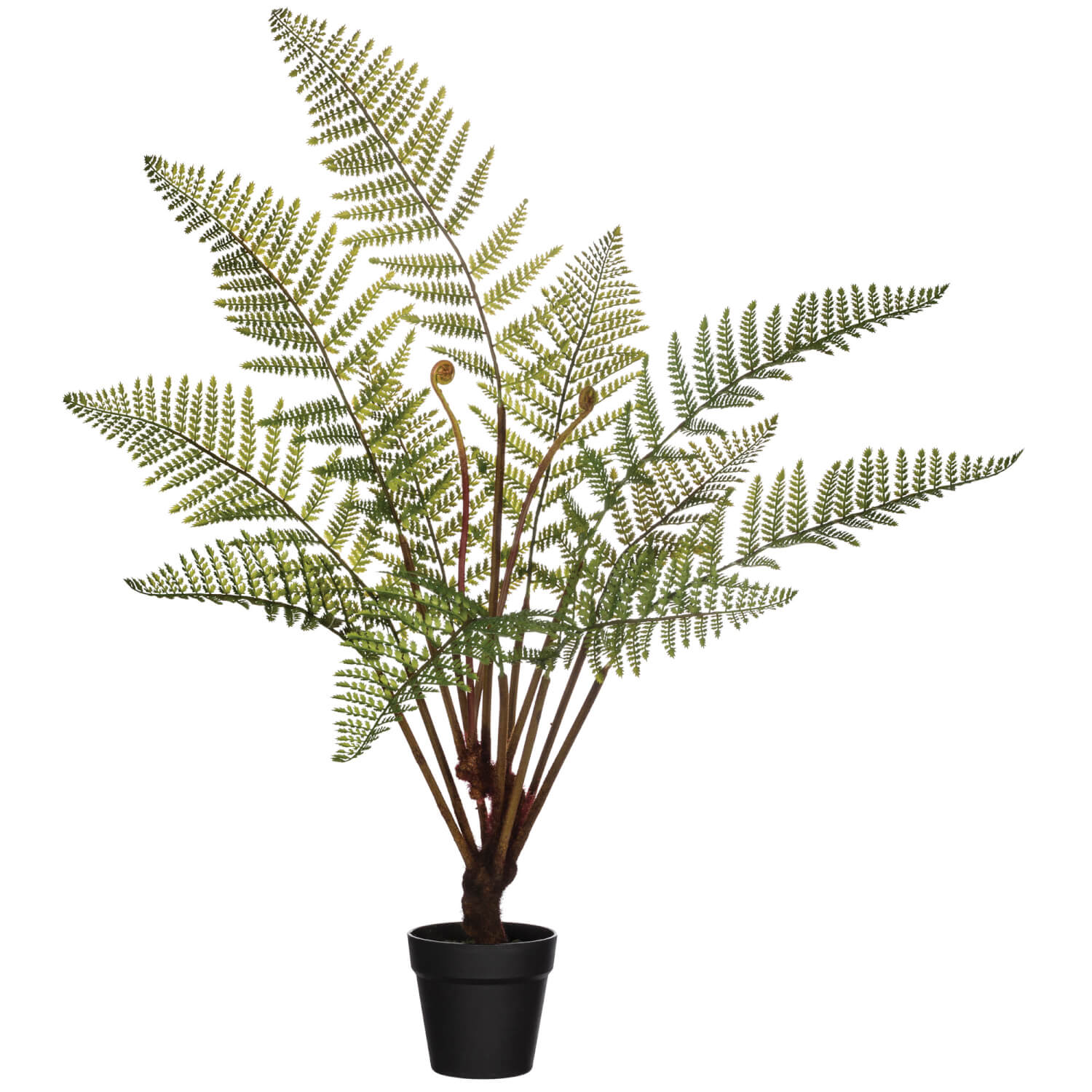 FERN POTTED PLANT