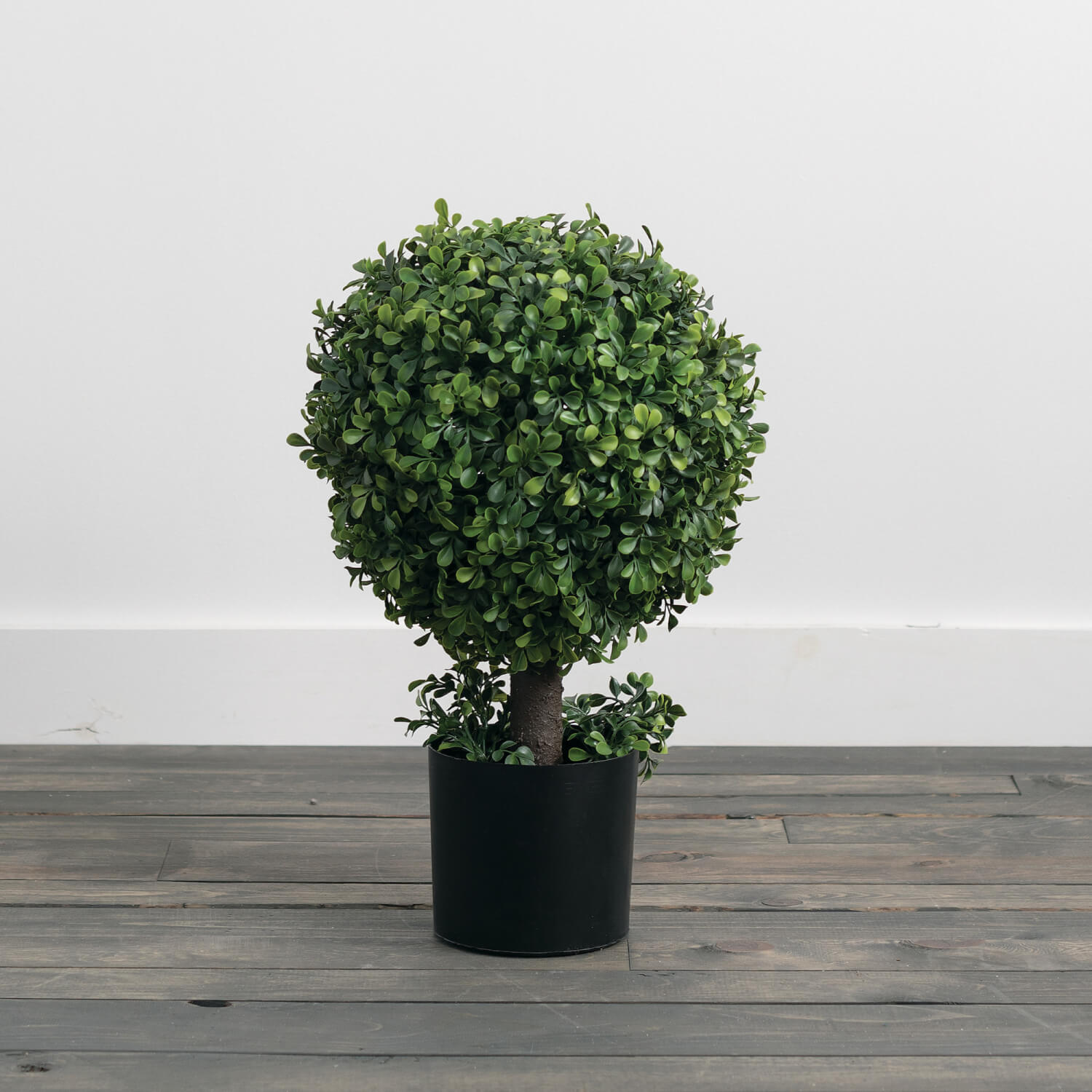 BOXWOOD TOPIARY