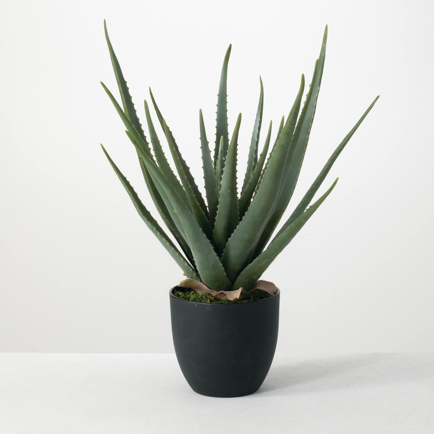 POTTED ALOE