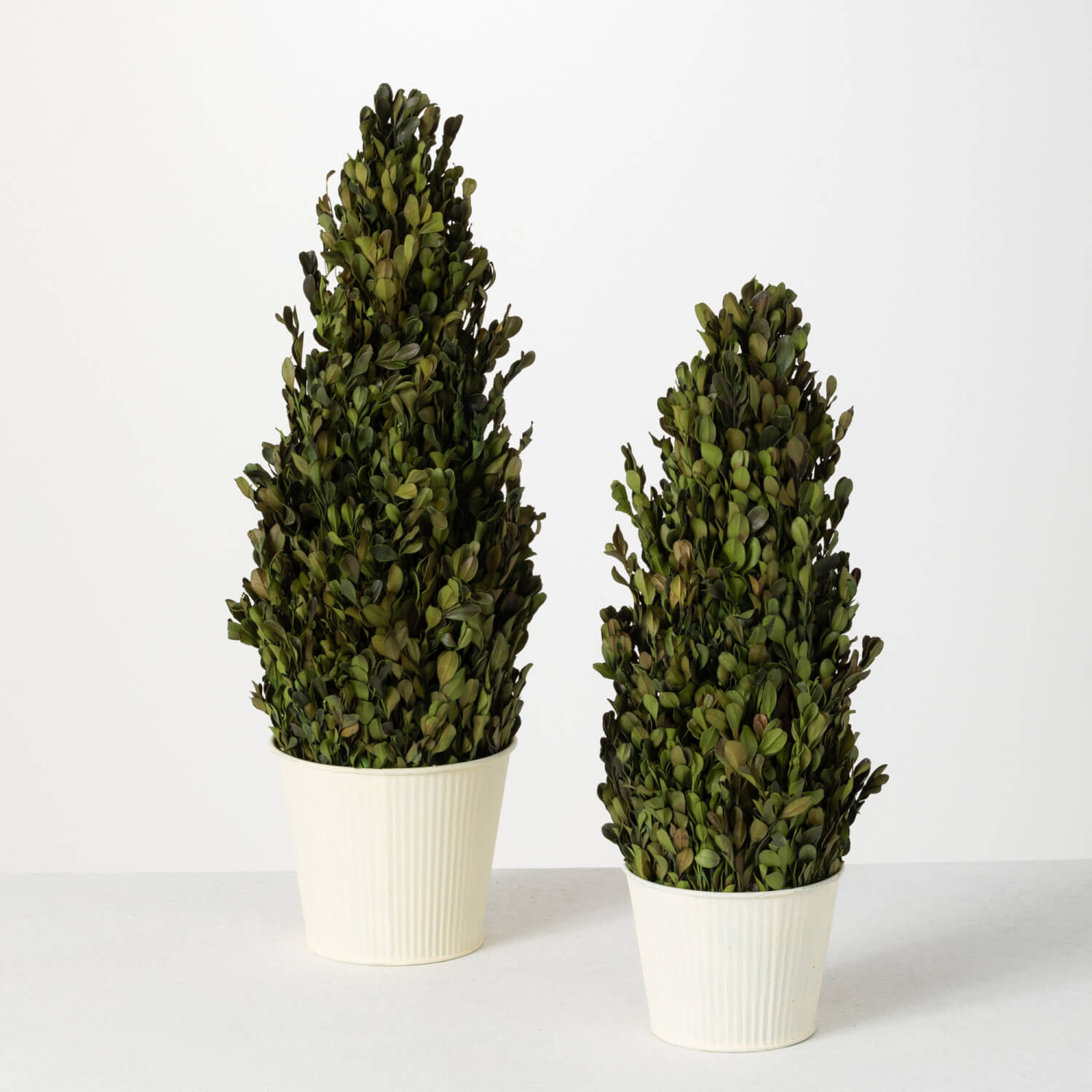 POTTED BOXWOOD TREE SET OF 2