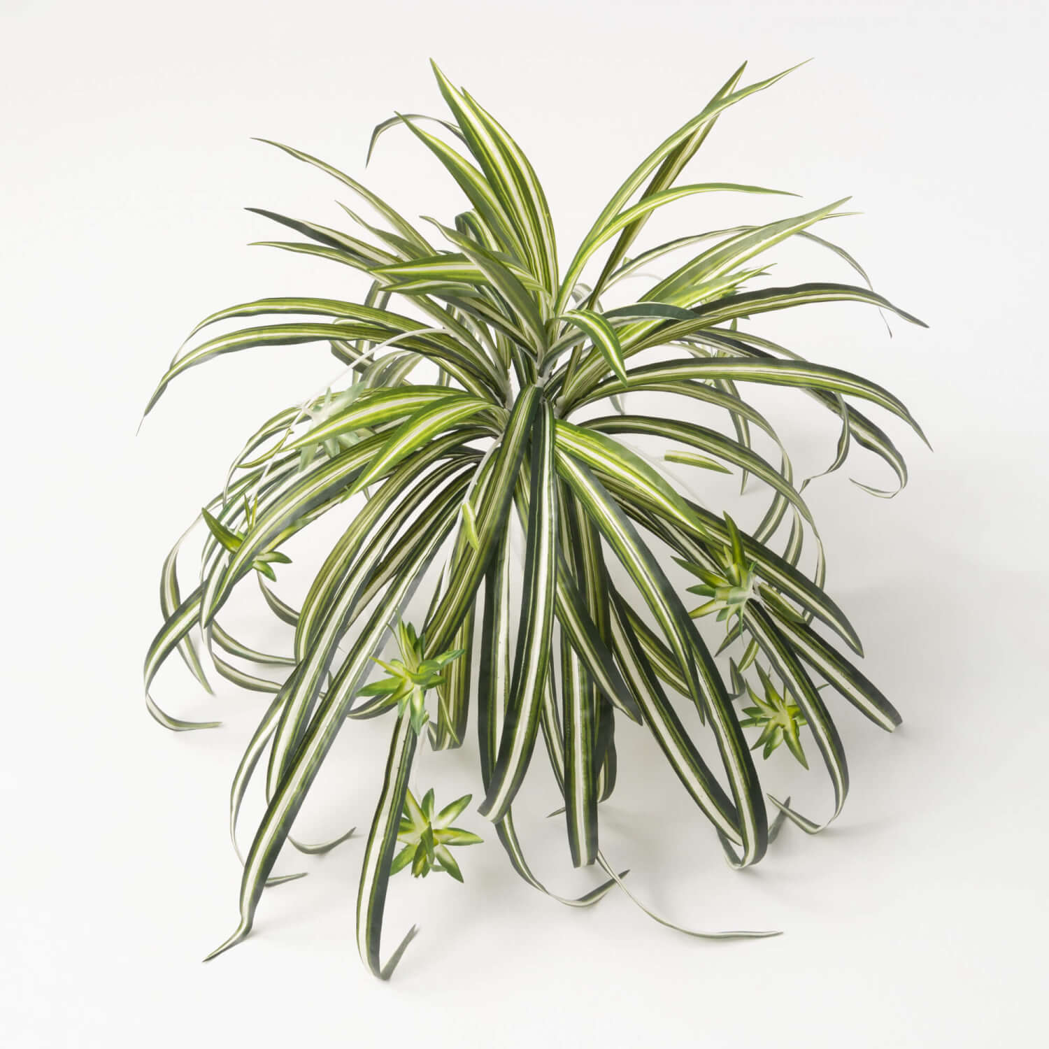 RETRO-INSPIRED SPIDER PLANT