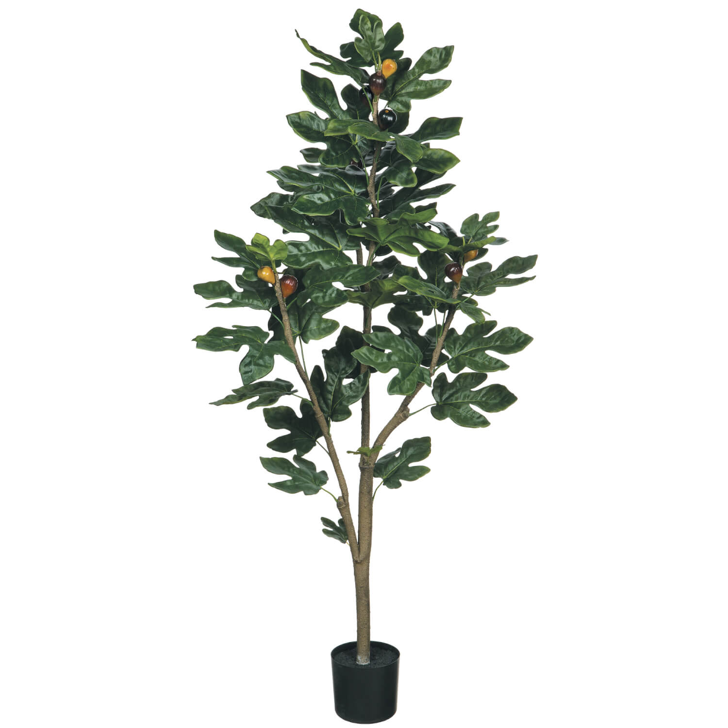 4'2"H FIG TREE