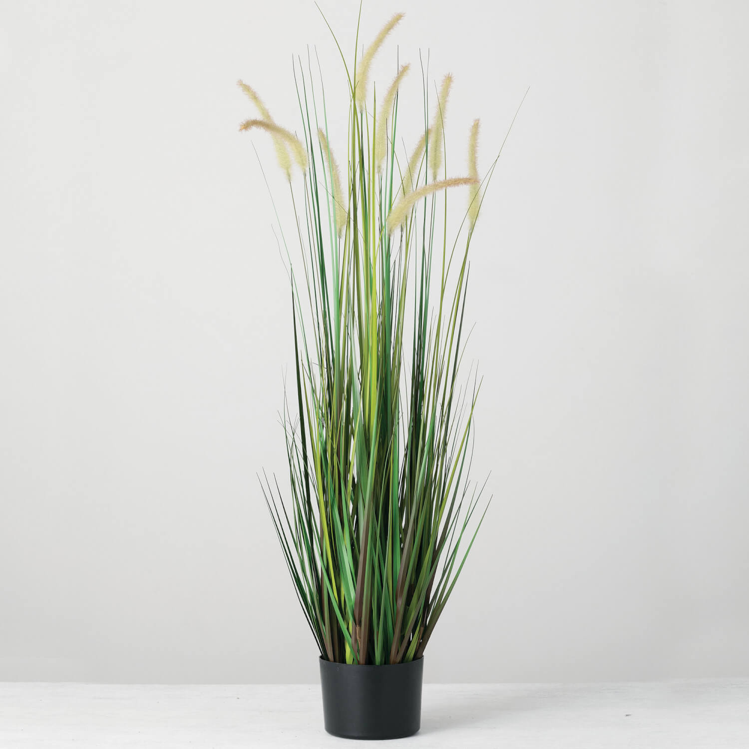 POTTED DOGTAIL GRASS