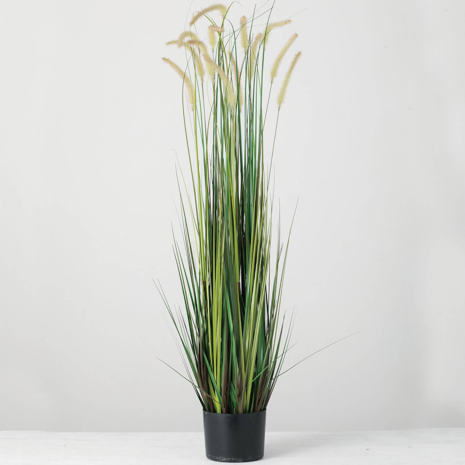 POTTED DOGTAIL GRASS