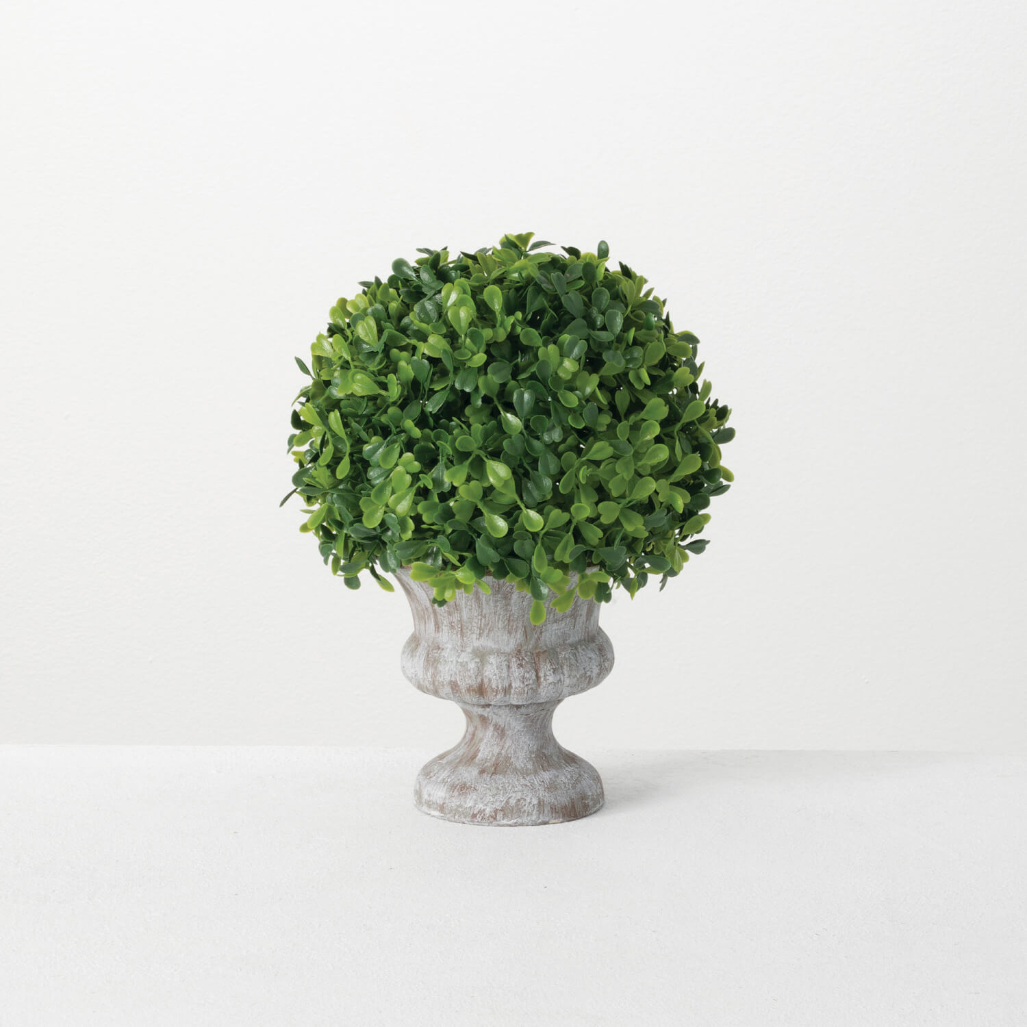 BOXWOOD PLANT IN URN