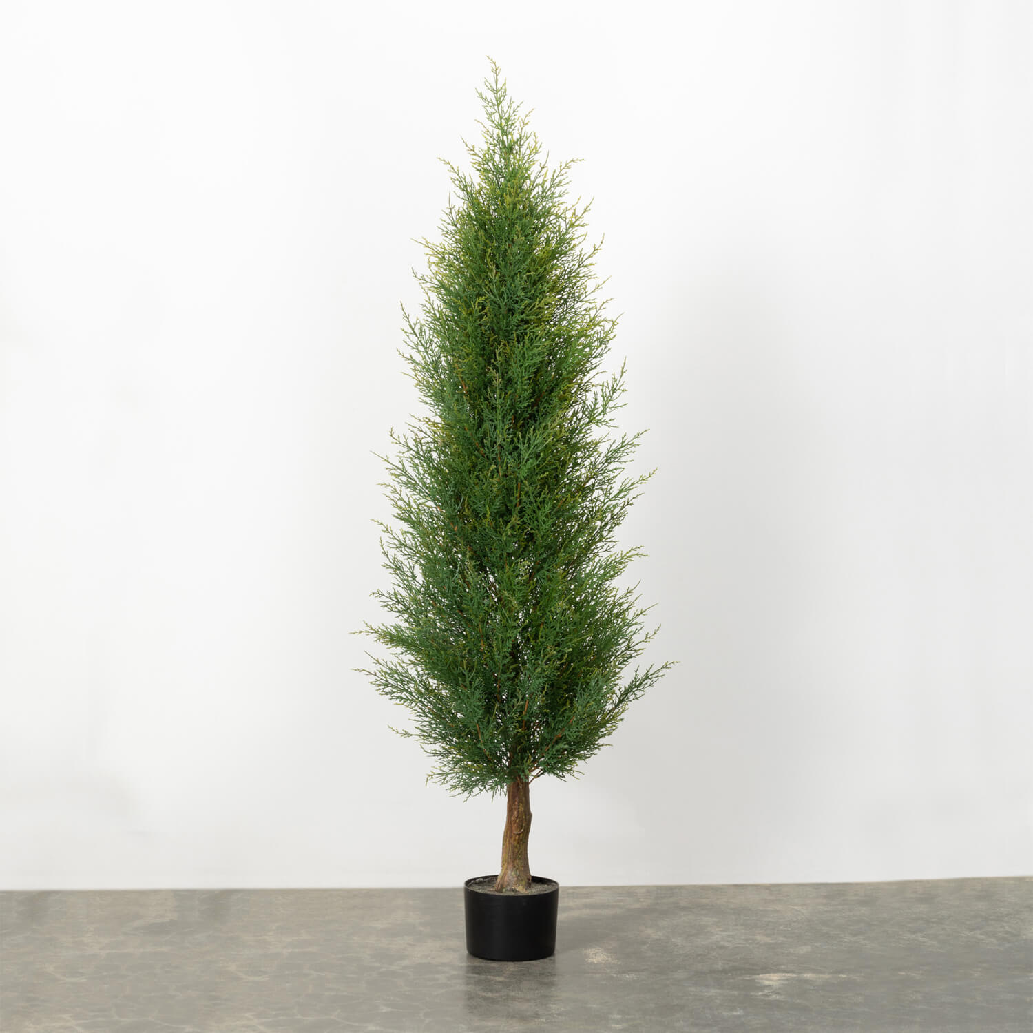 CEDAR ARBORVITE TREE