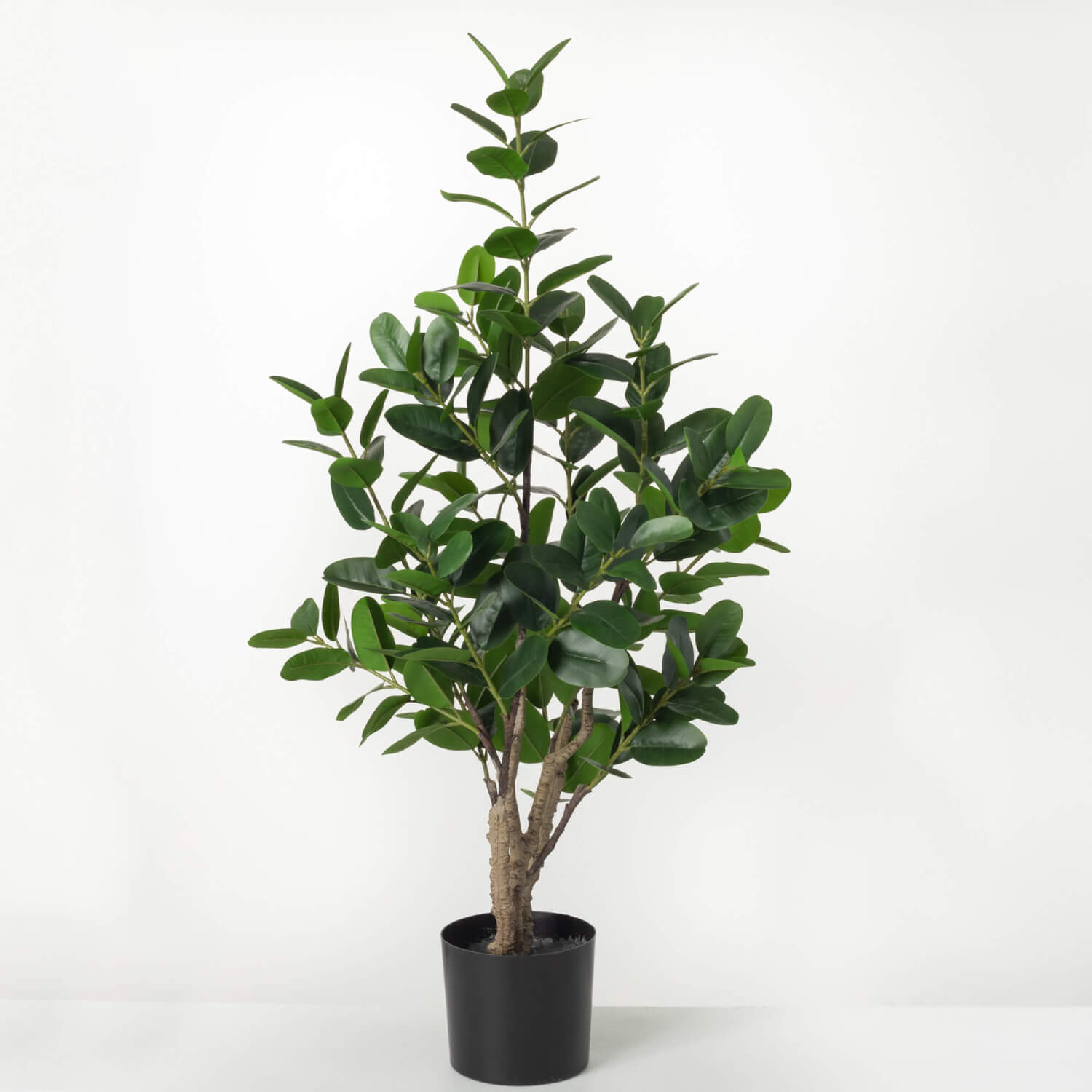 LARGE POTTED RUBBER TREE