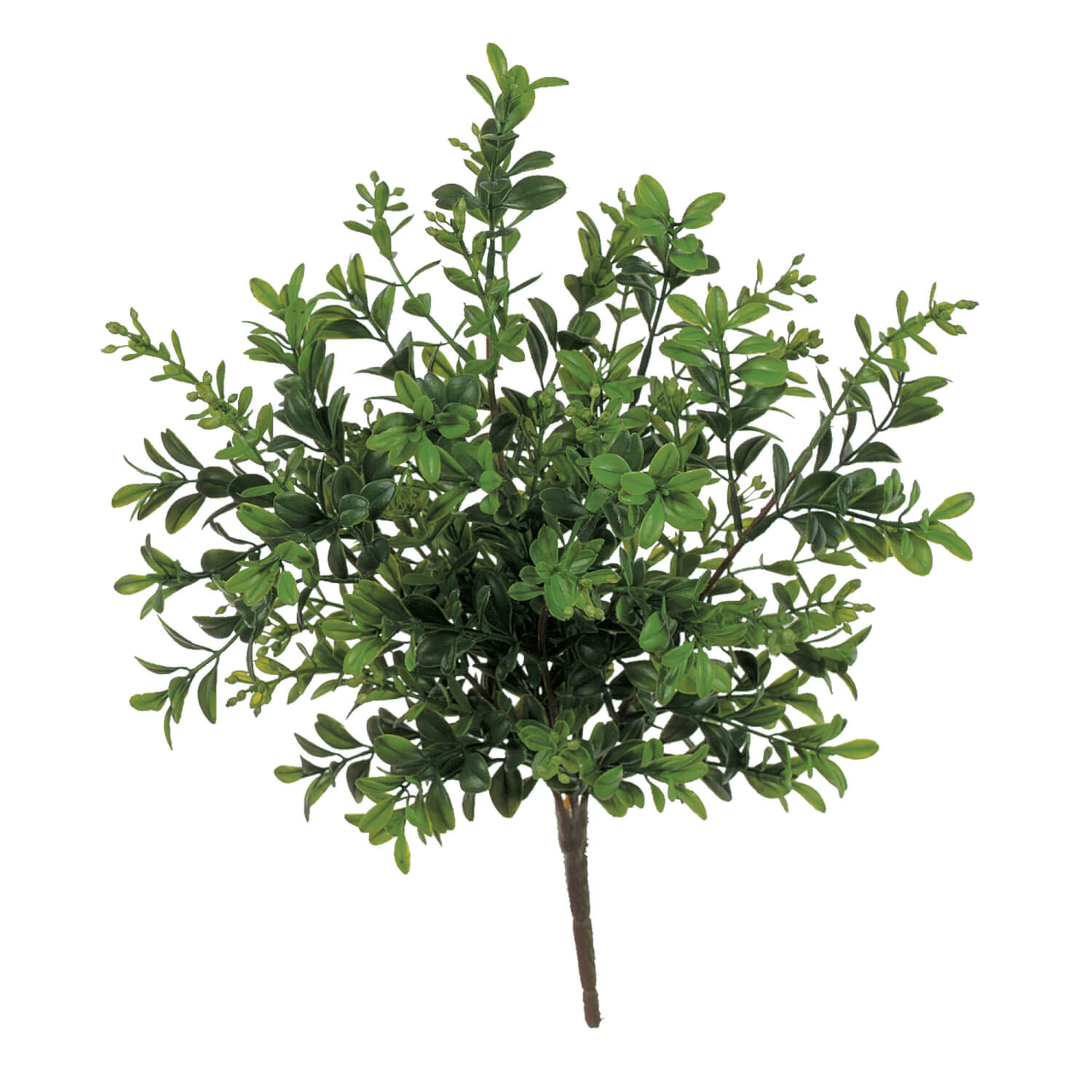 BOXWOOD PLANT