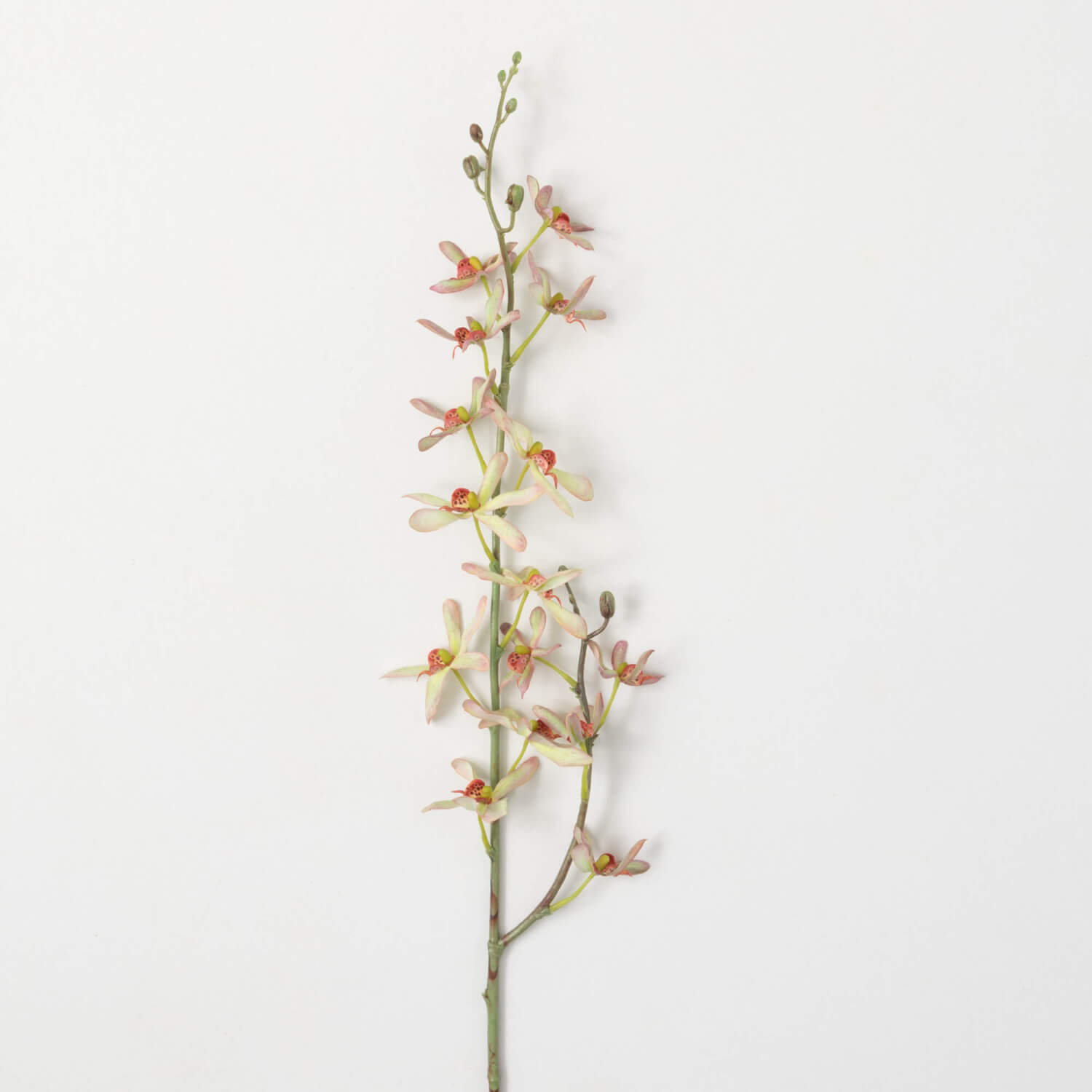 DELICATE SPINDLY SPIDER ORCHID