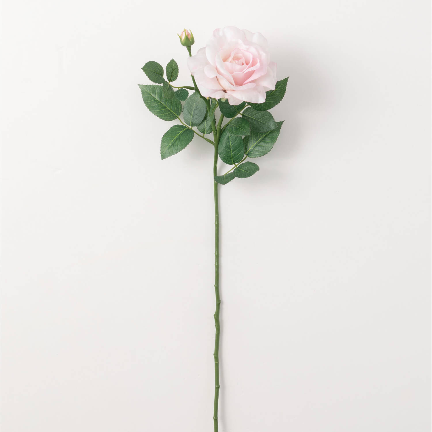 REAL GARDEN ROSE STEM