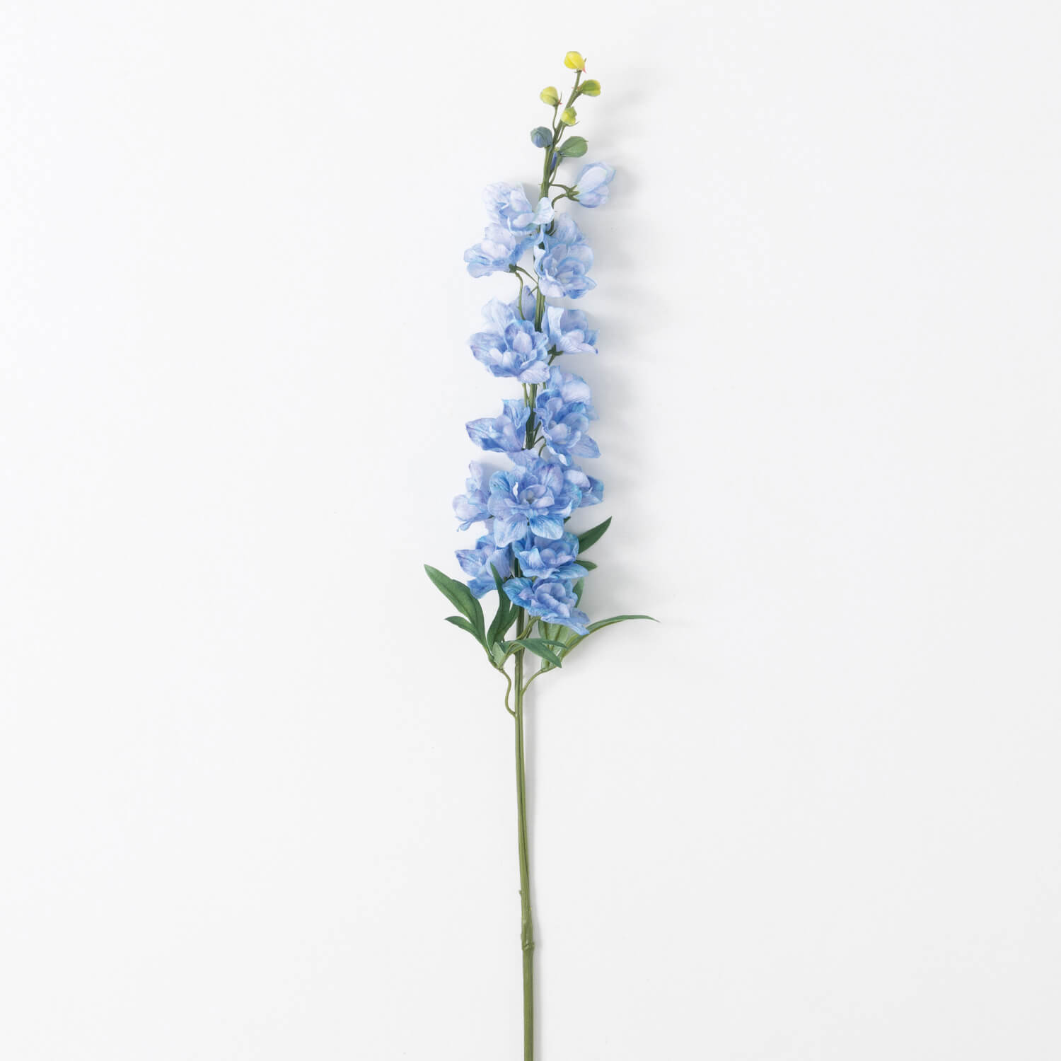 REAL GARDEN DELPHINIUM STEM