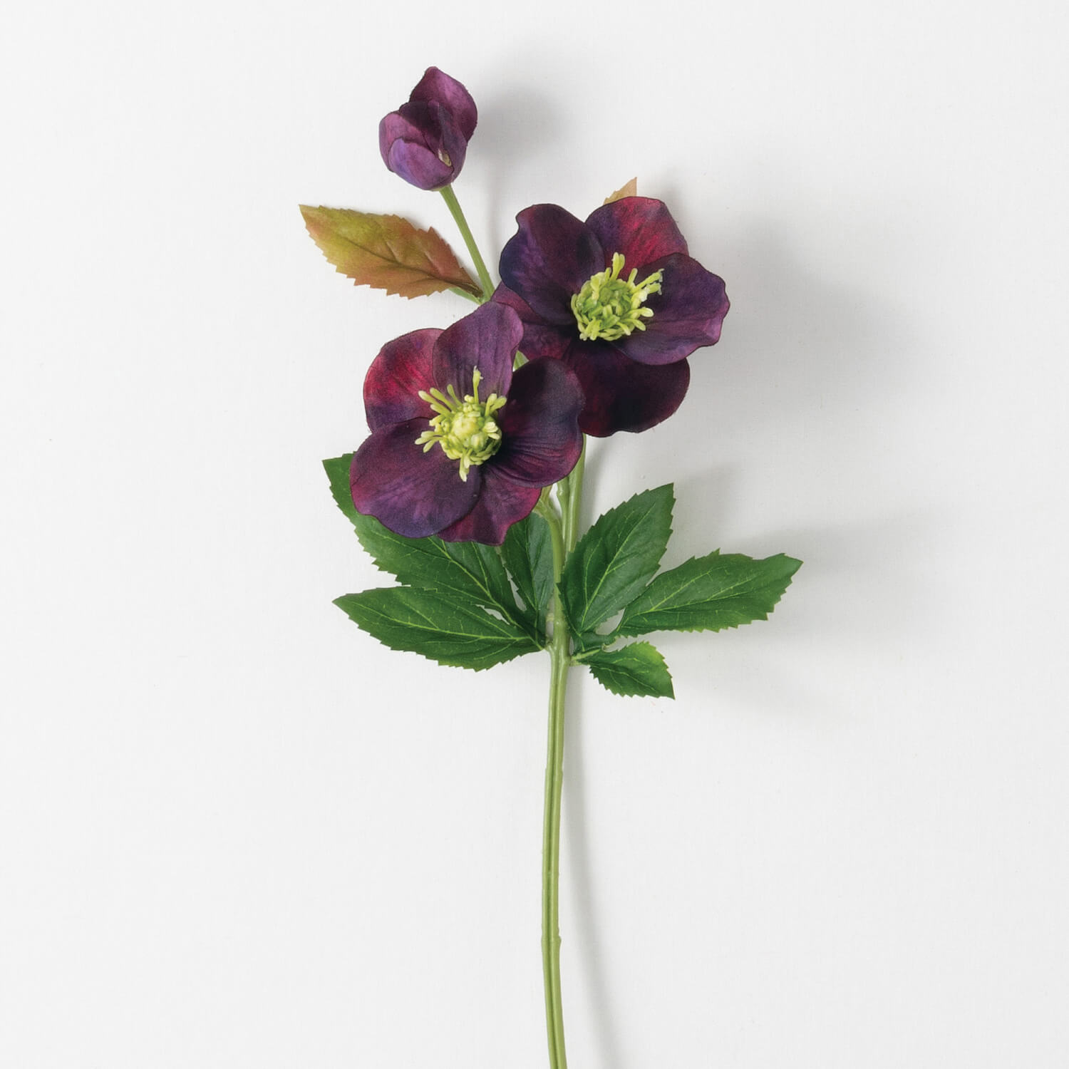 HELLEBORUS STEM