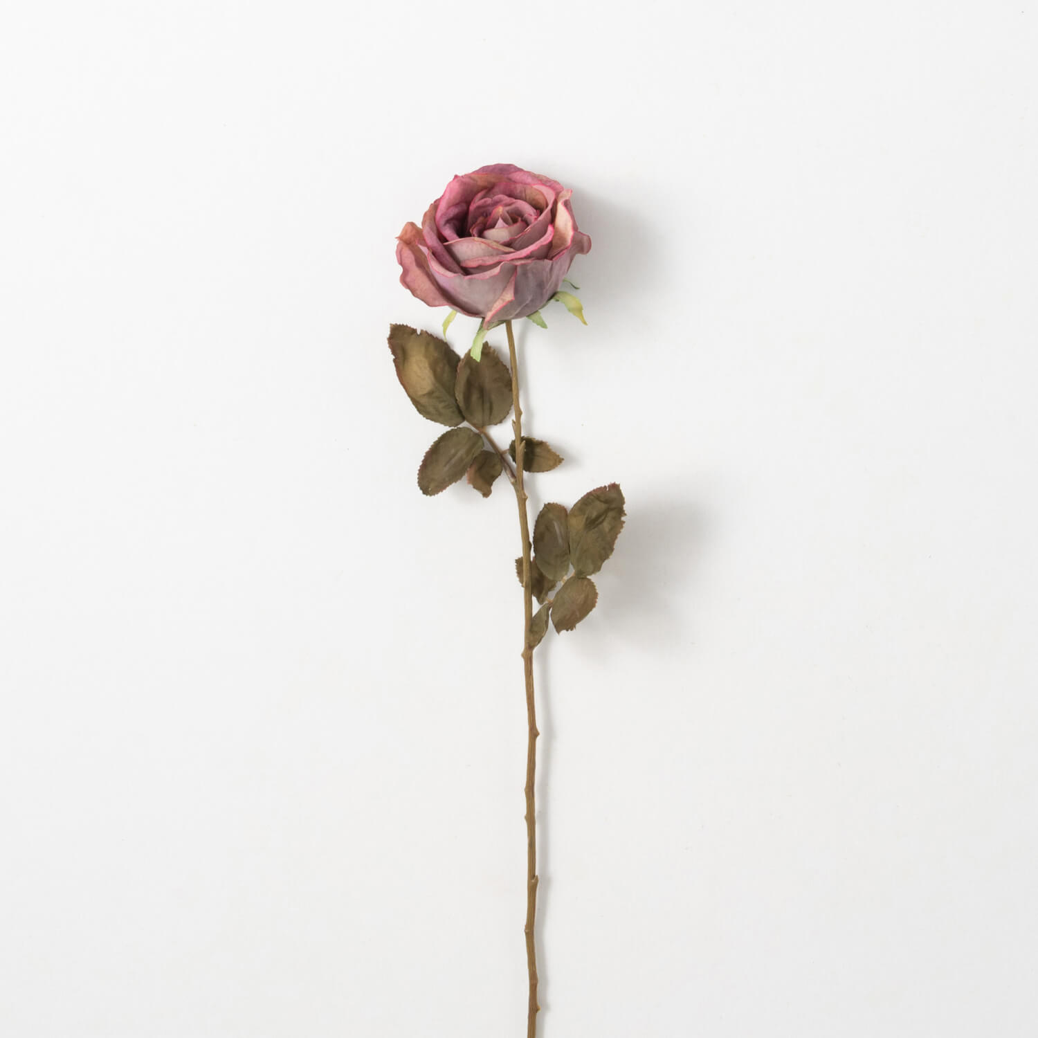 CALISTA ROSE STEM