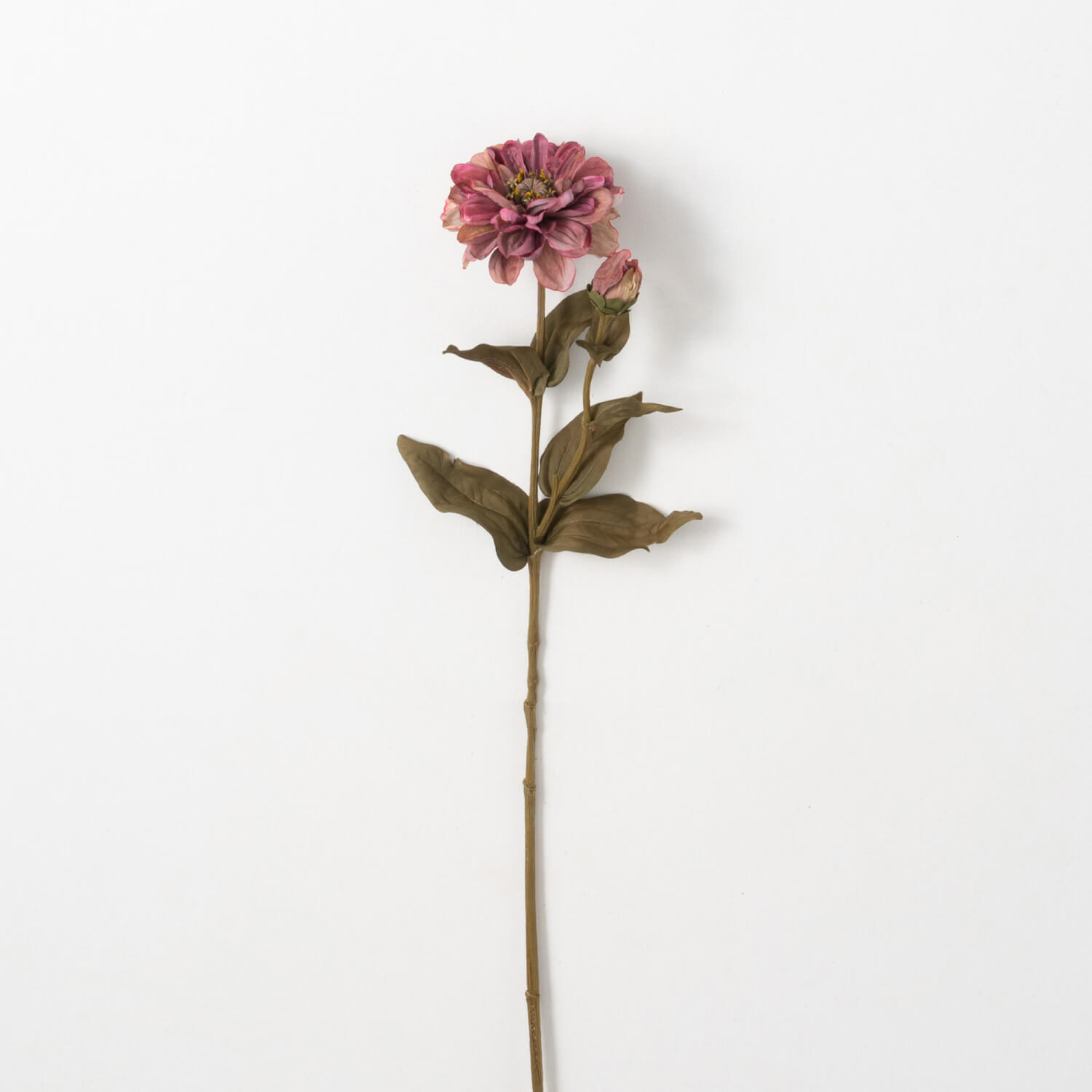 ZINNIA STEM