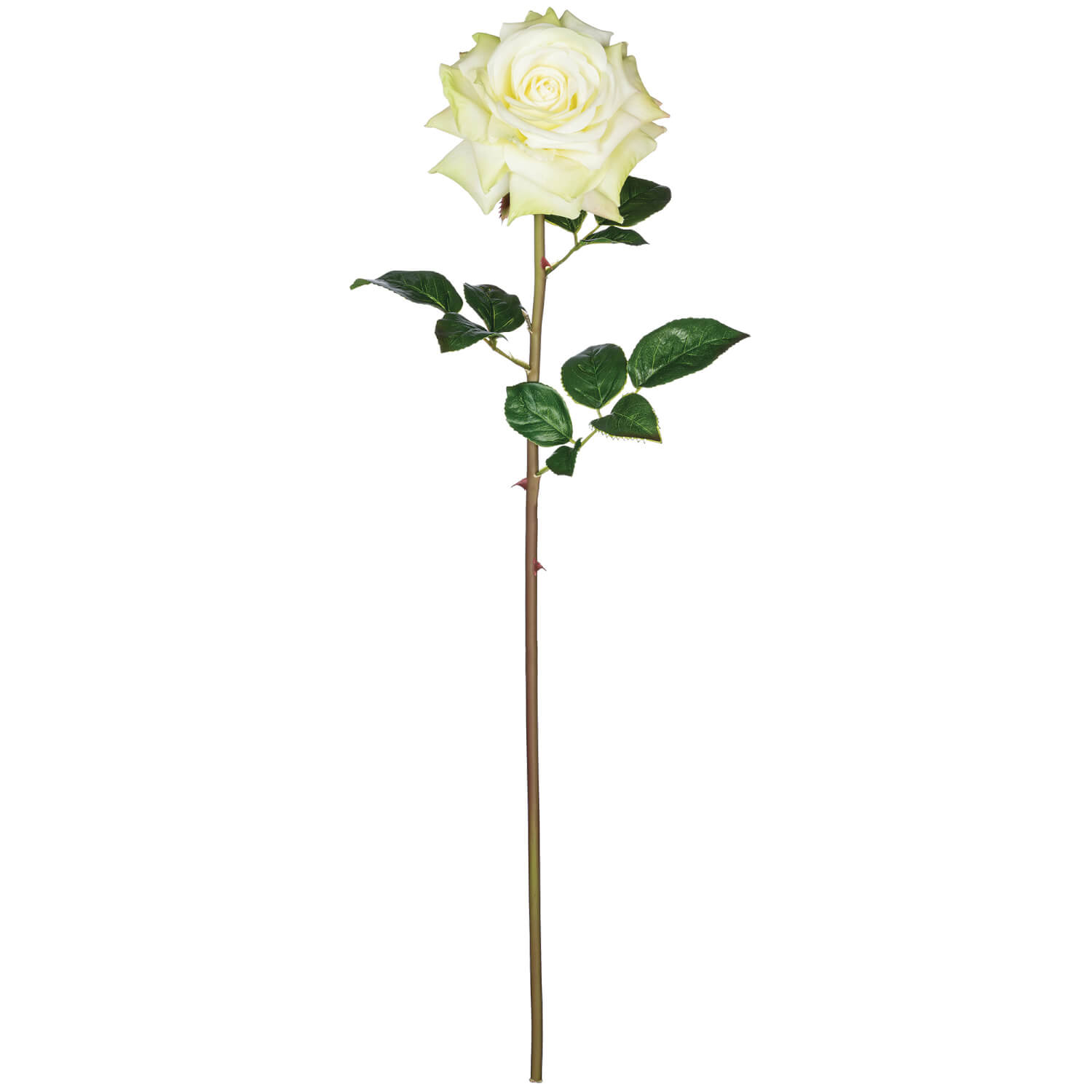 OPEN ROSE STEM