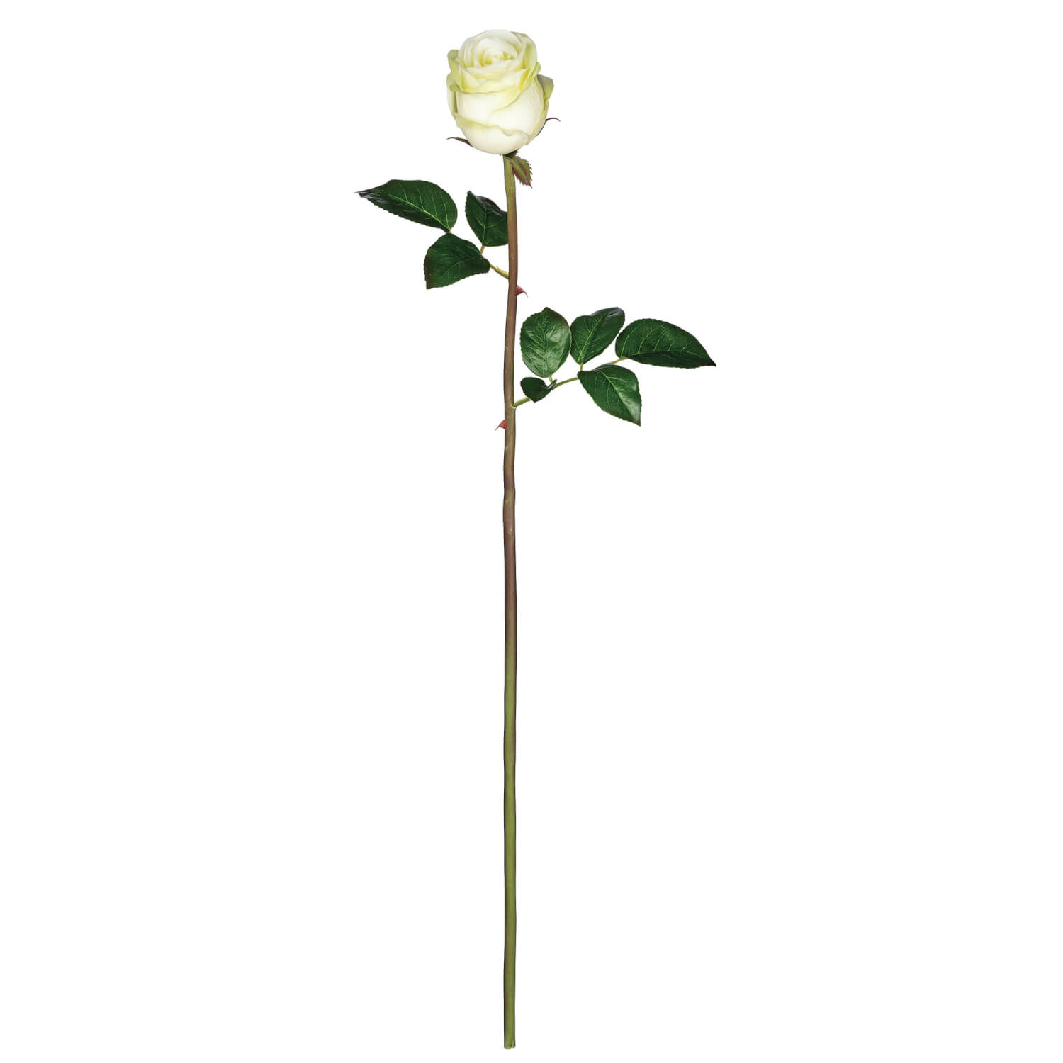 ROSE BUD STEM