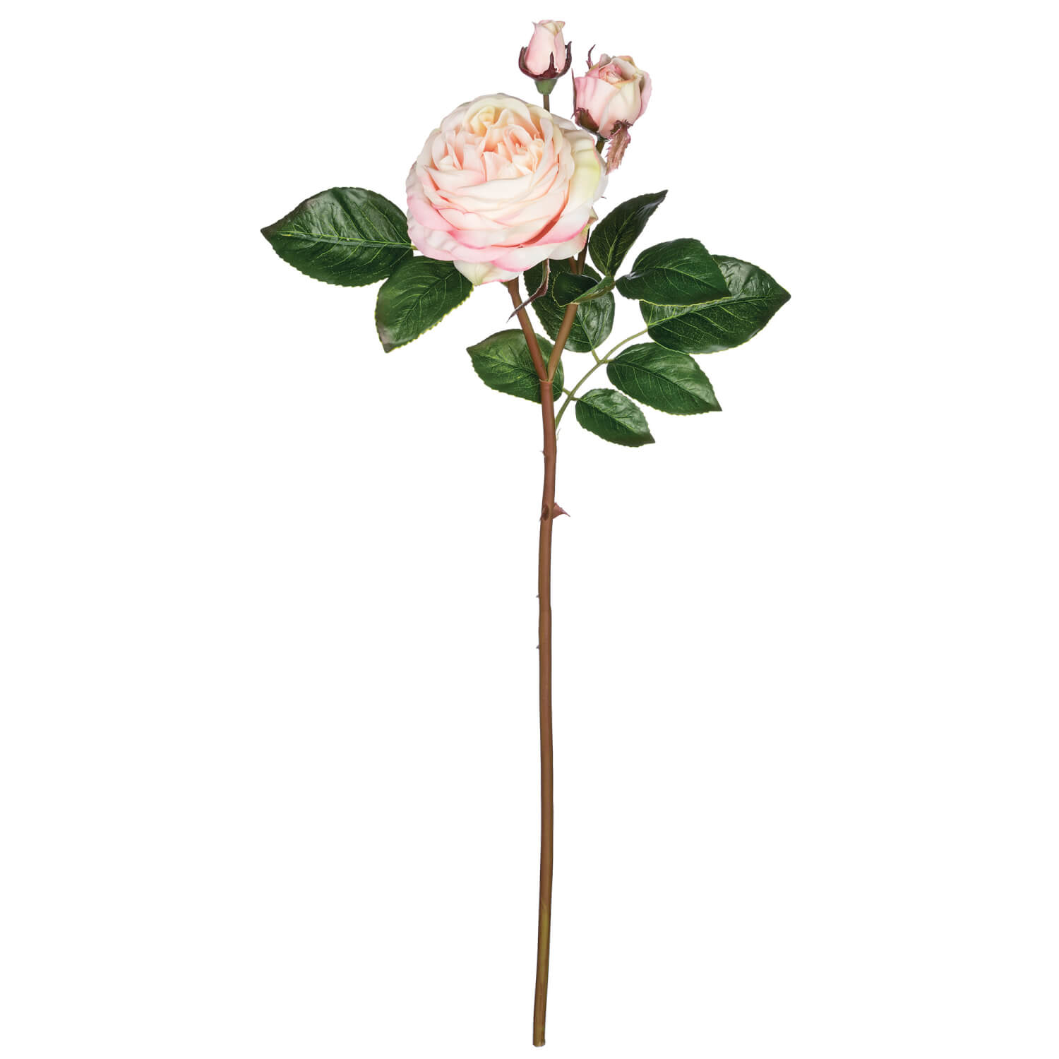 ROSE STEM