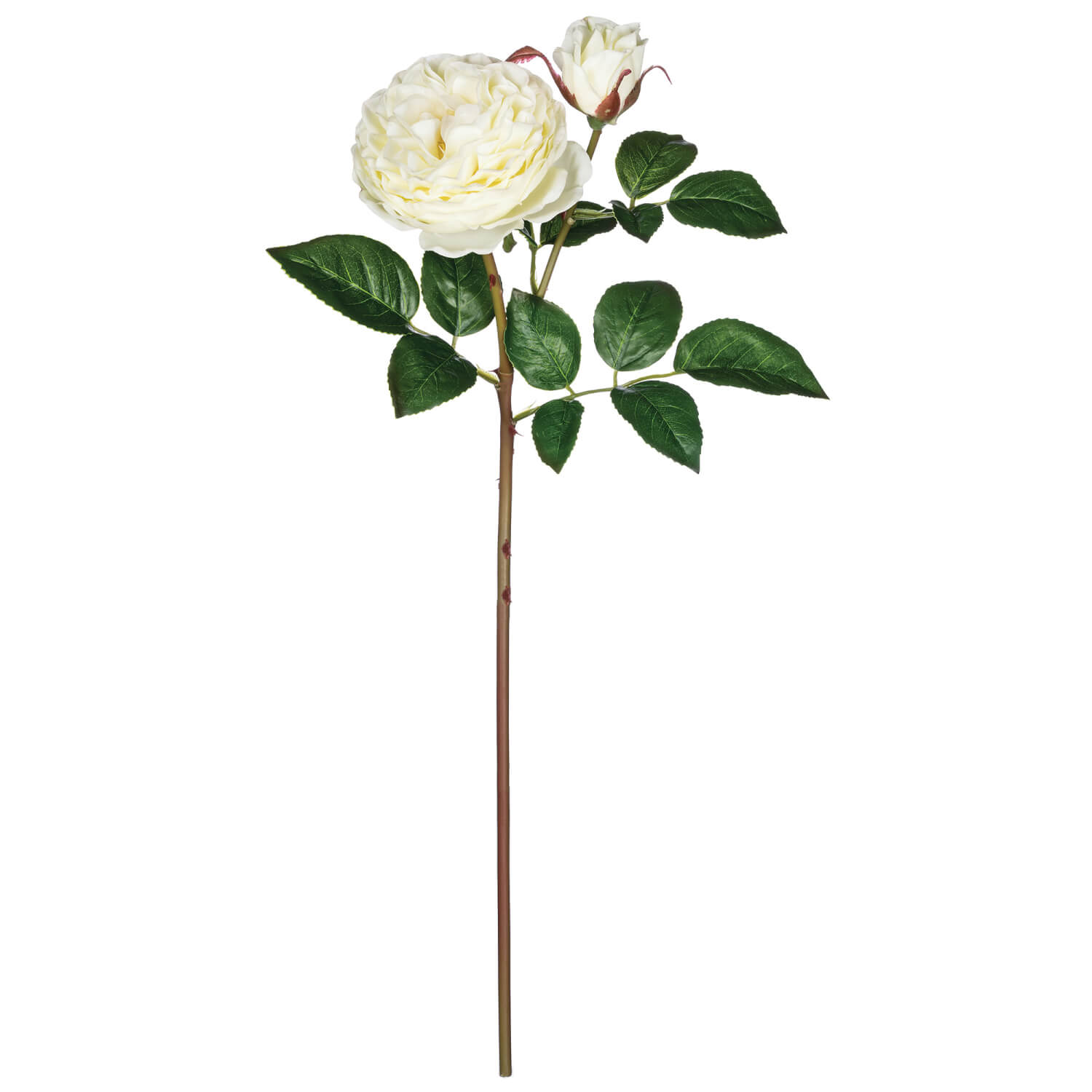 GARDEN ROSE STEM