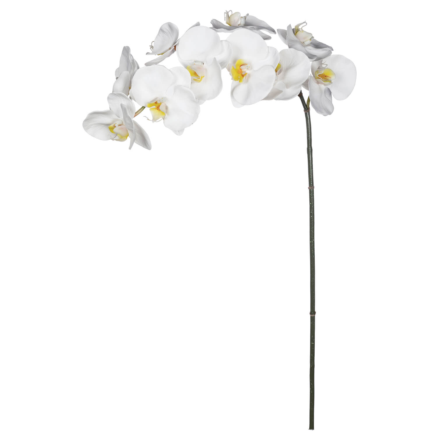 PHALAENOPSIS ORCHID STEM