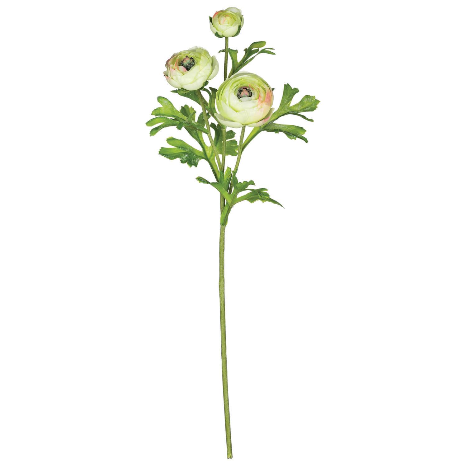 RANUNCULUS W BUDS STEM