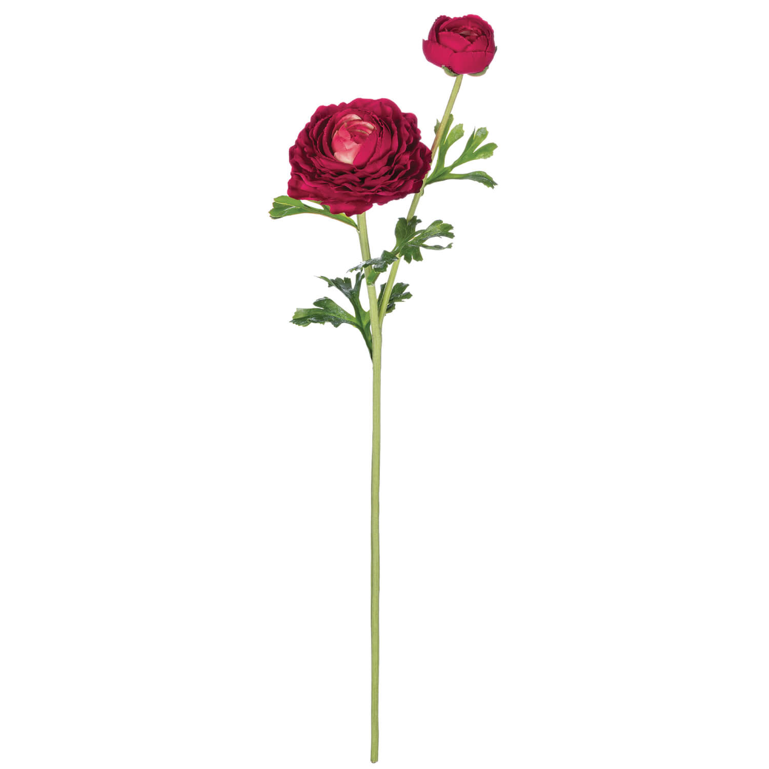 RANUNCULUS STEM