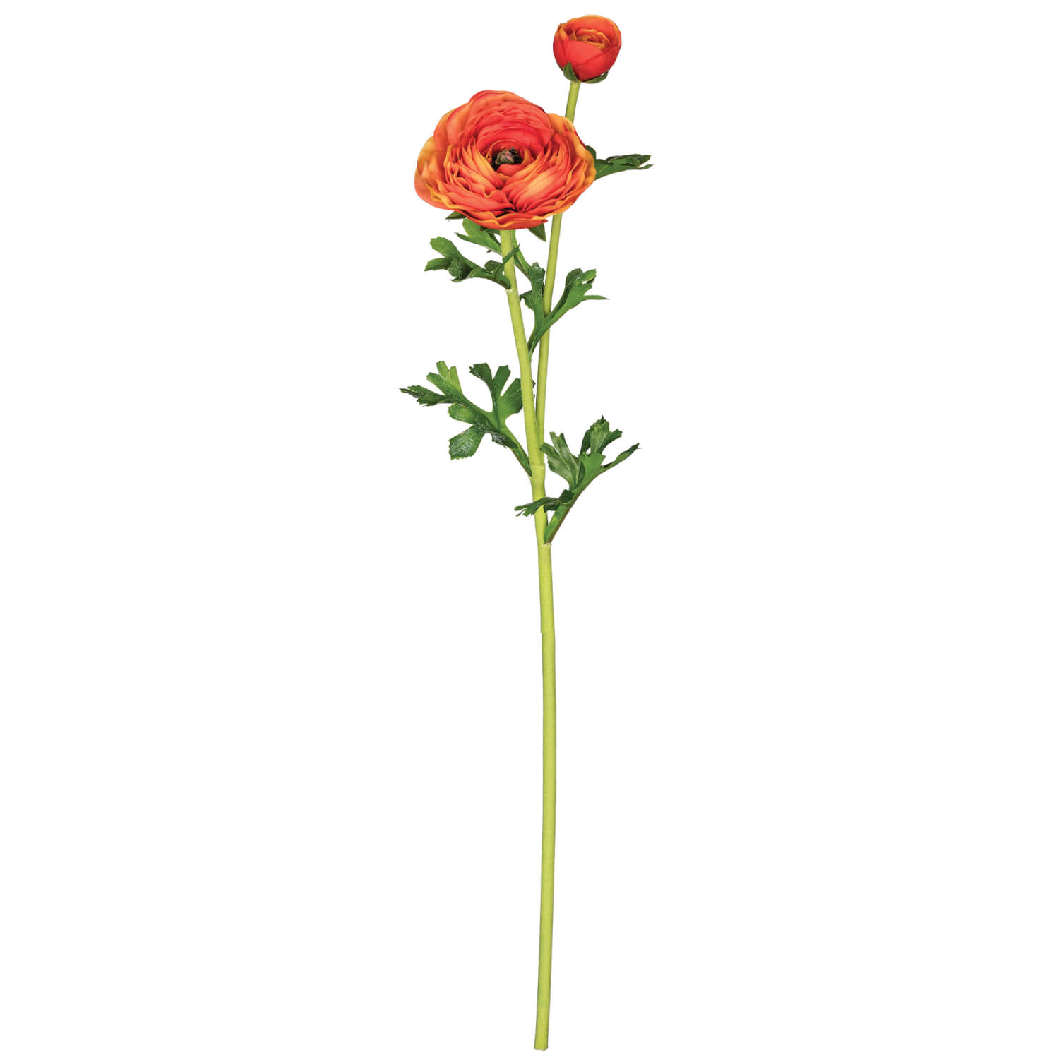 RANUNCULUS STEM