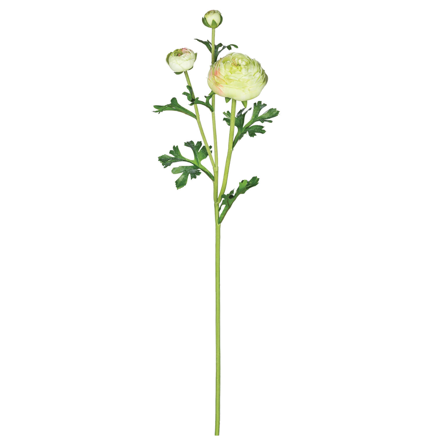 RANUNCULUS STEM