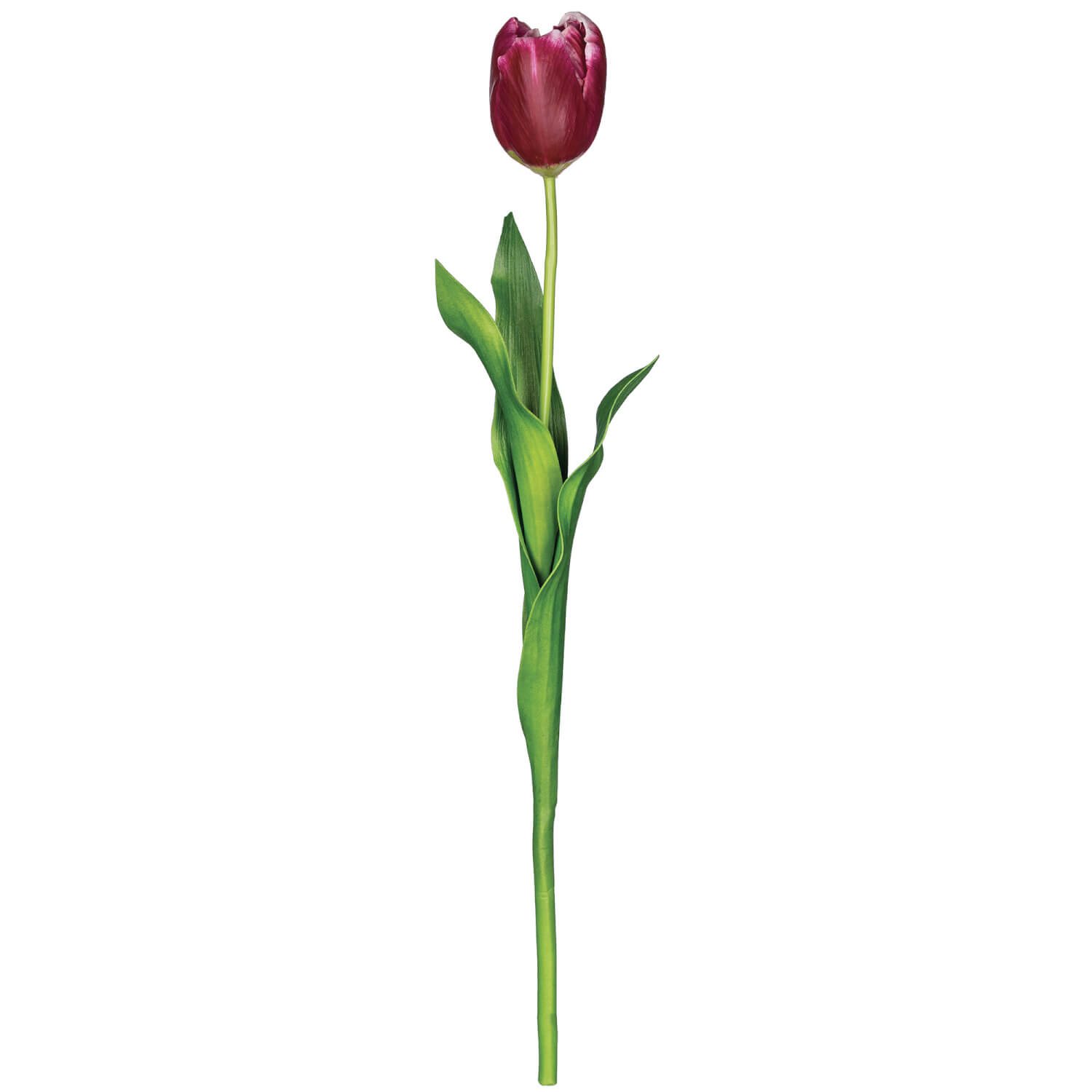 TULIP STEM