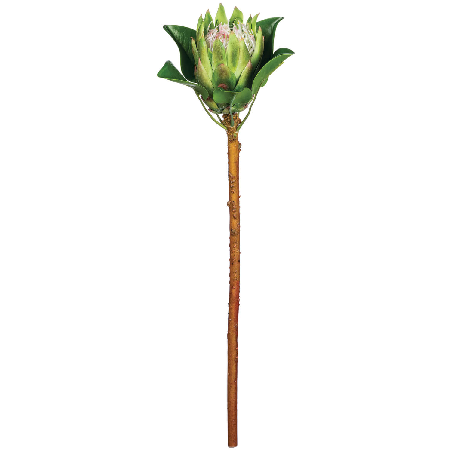 KING PROTEA STEM