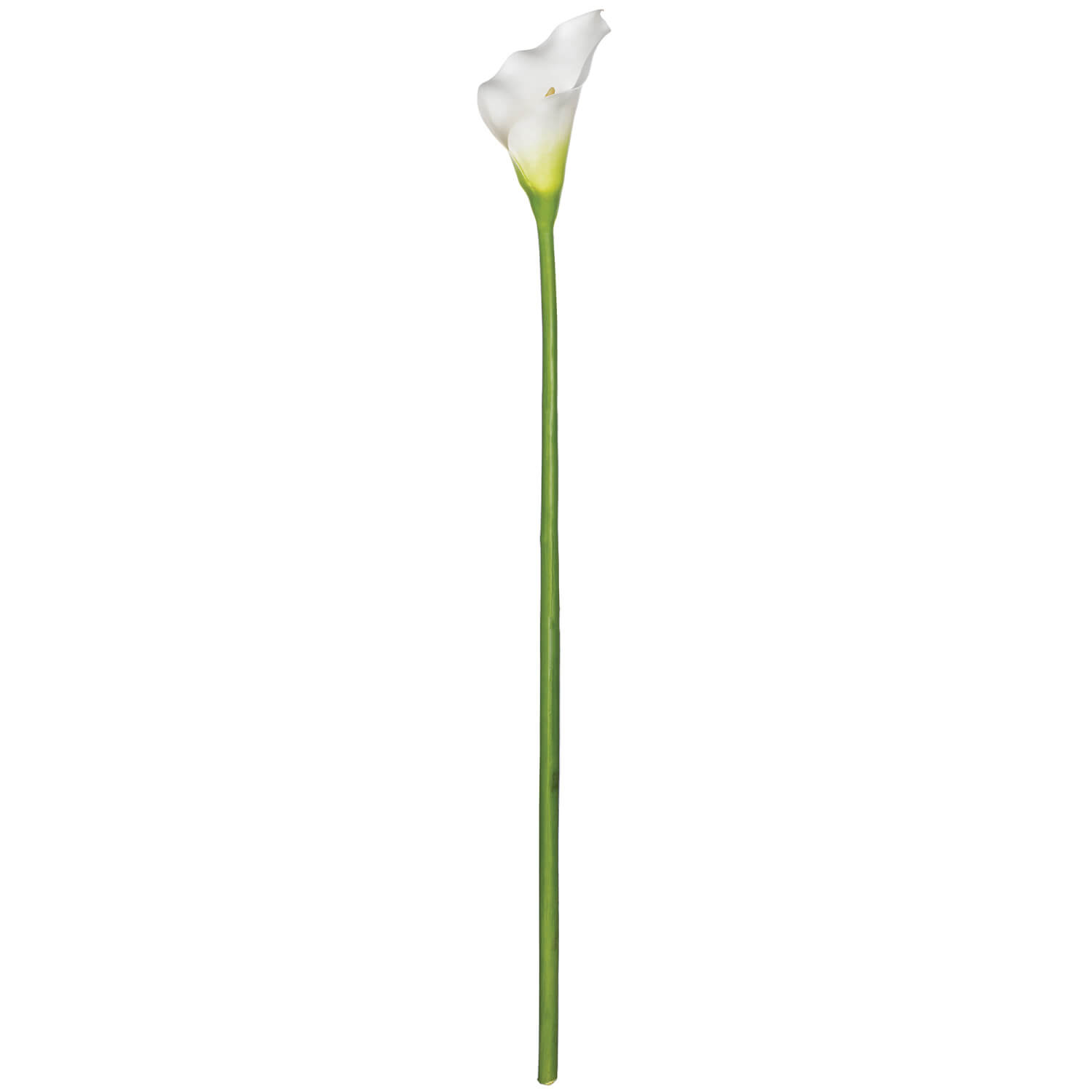 CALLA LILY STEM