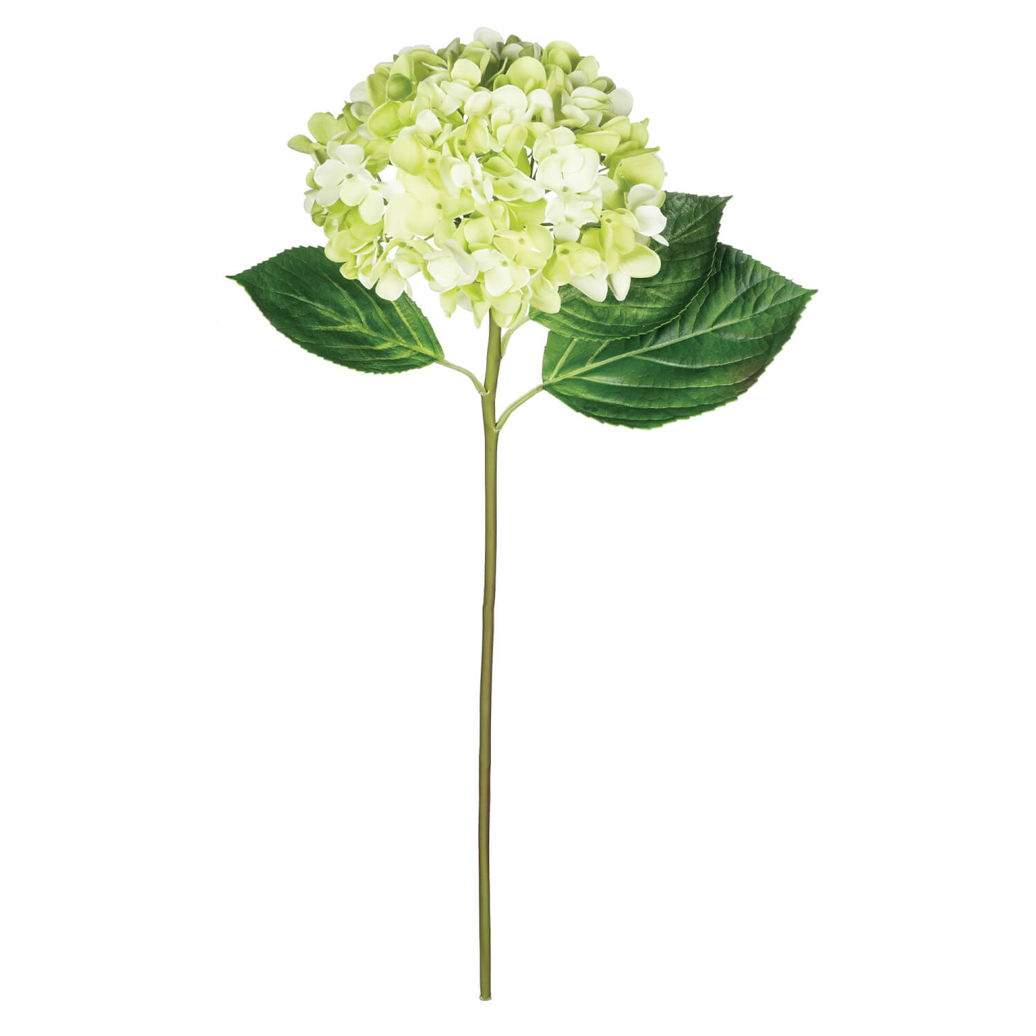 HYDRANGEA STEM