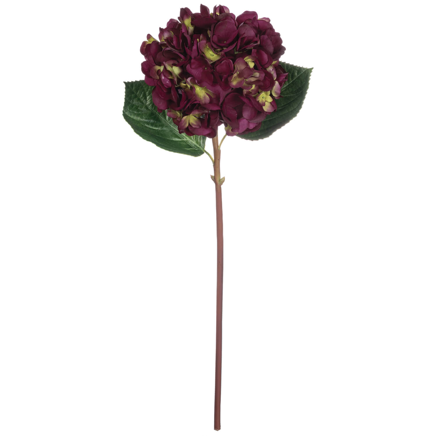 HYDRANGEA STEM