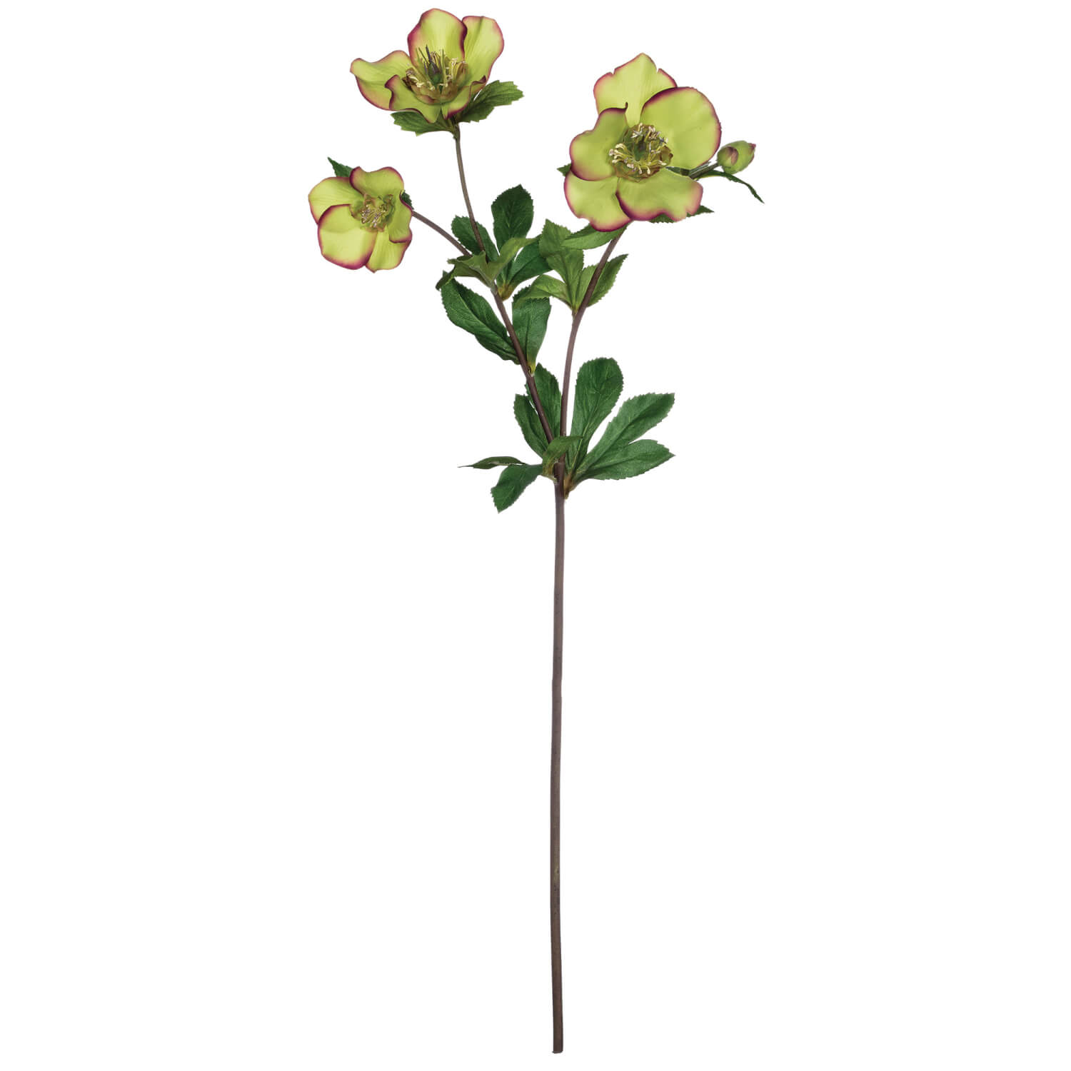 HELLEBORUS STEM