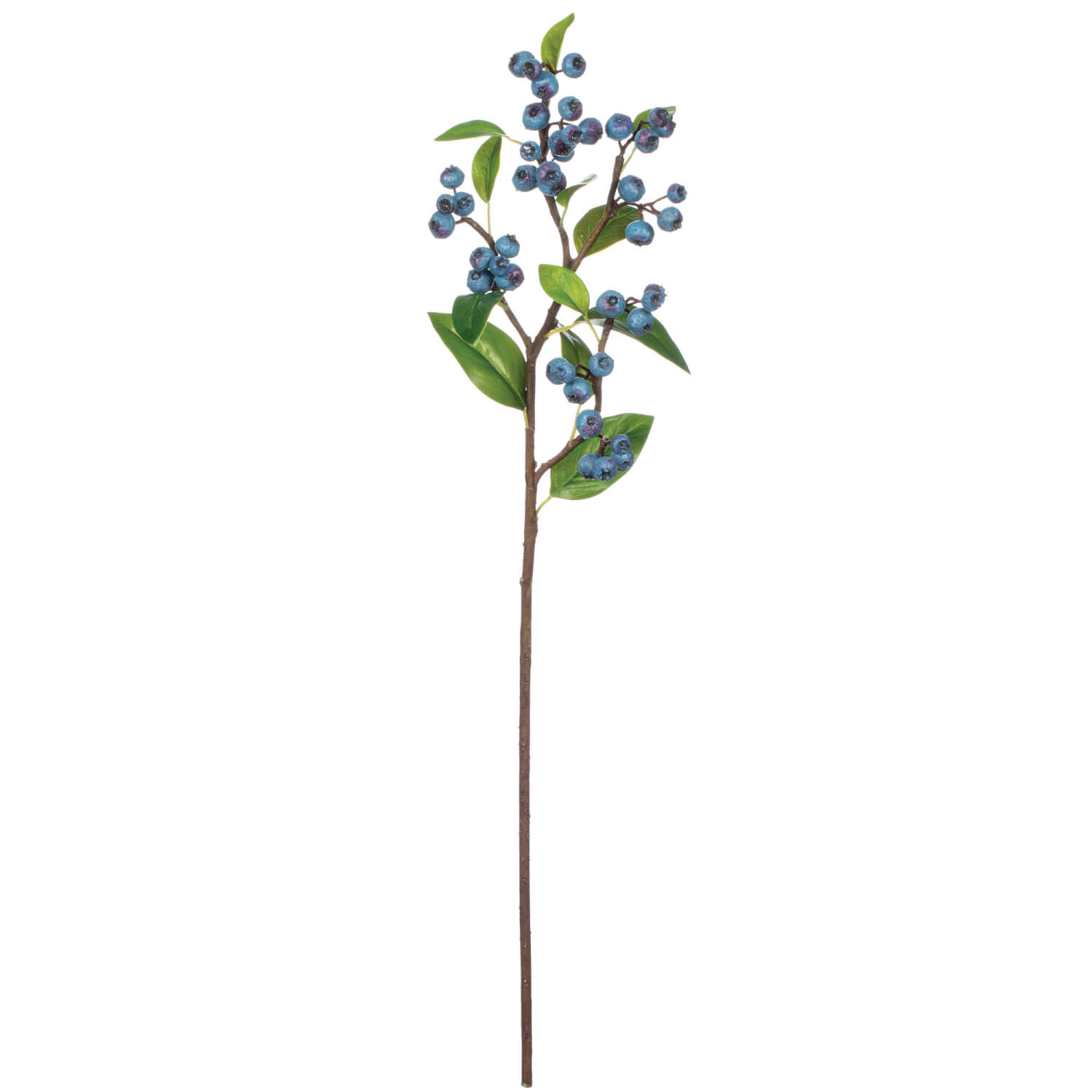 BLUEBERRY STEM