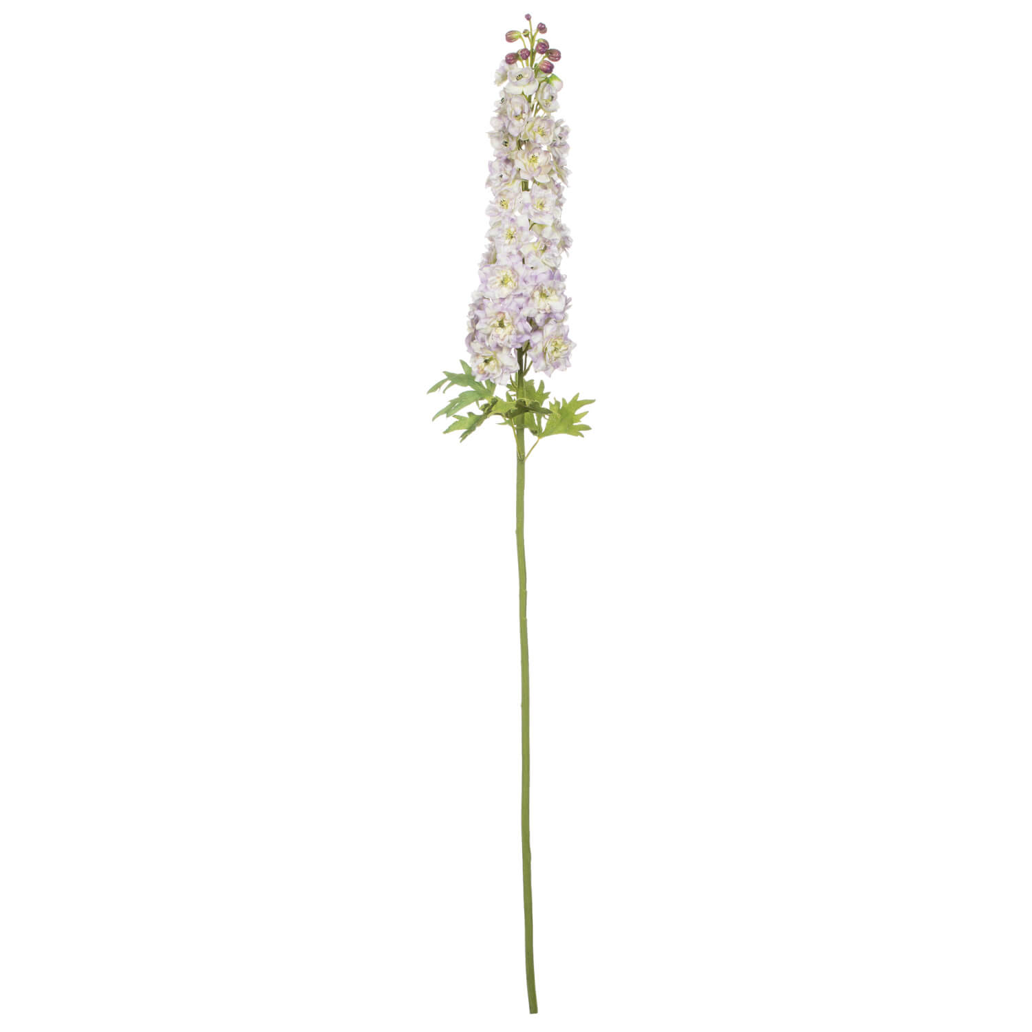 DELPHINIUM STEM