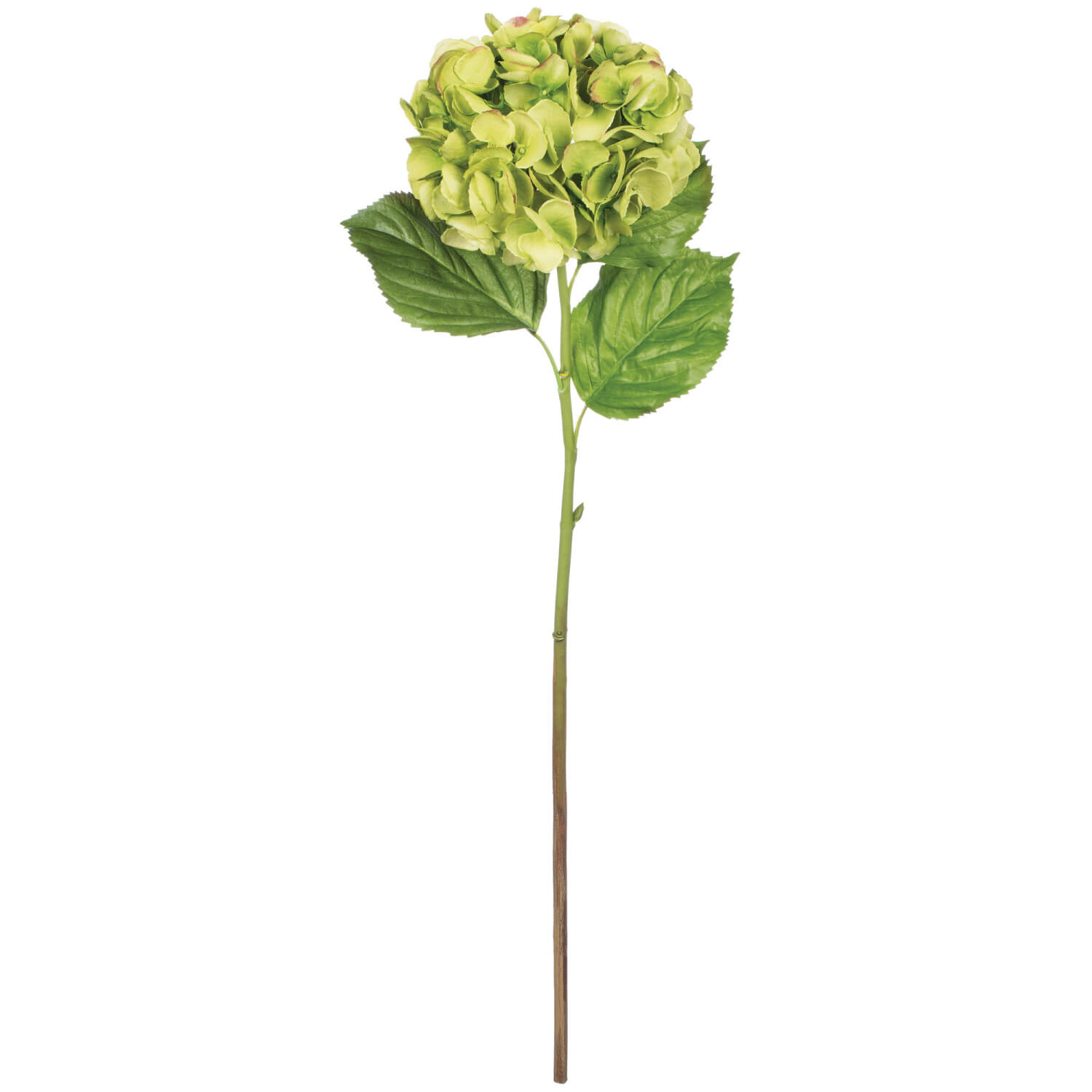 HYDRANGEA STEM