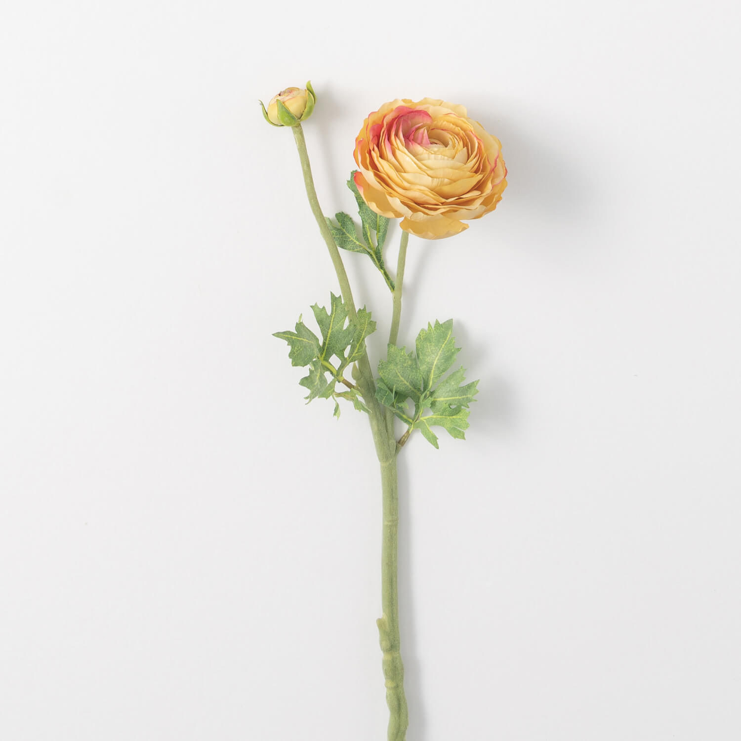 RANUNCULUS STEM