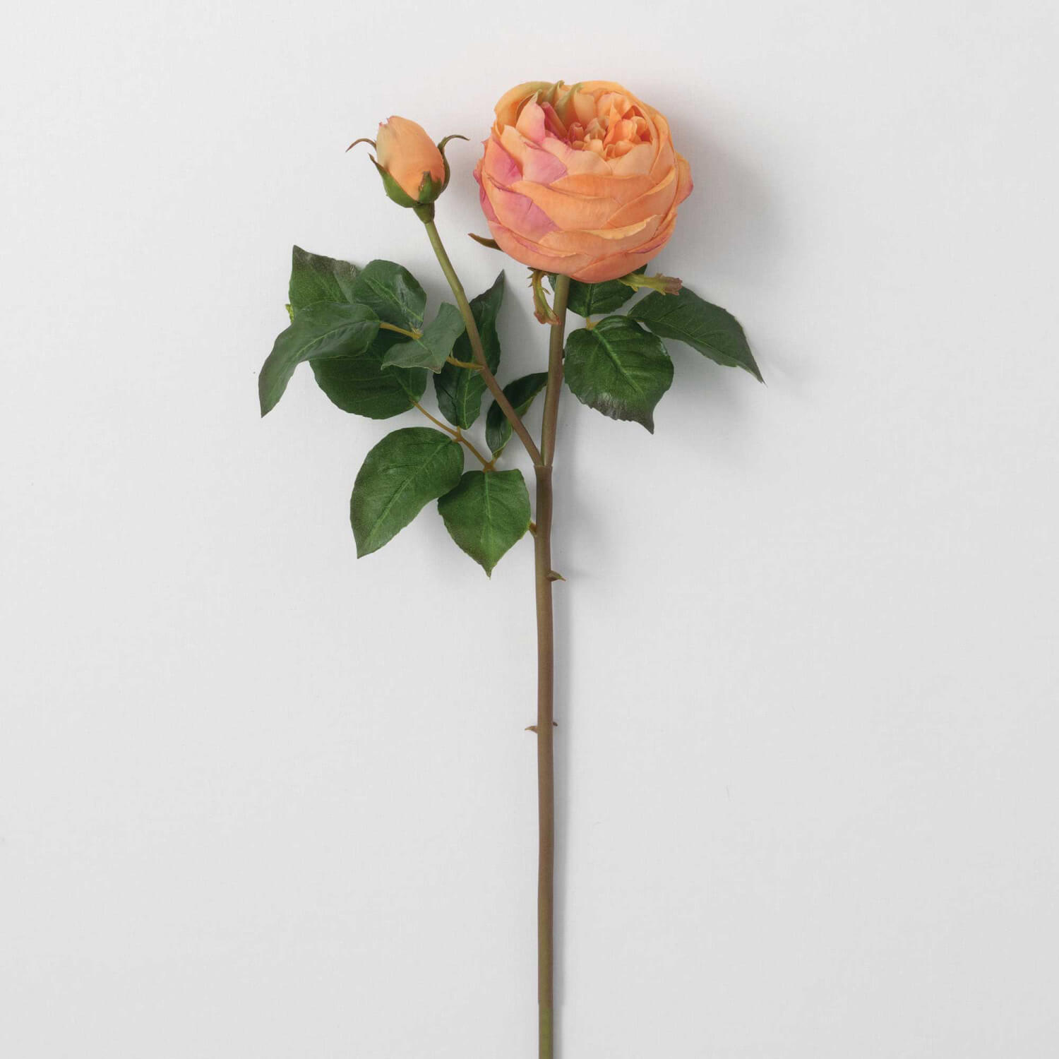 ENGLISH ROSE STEM