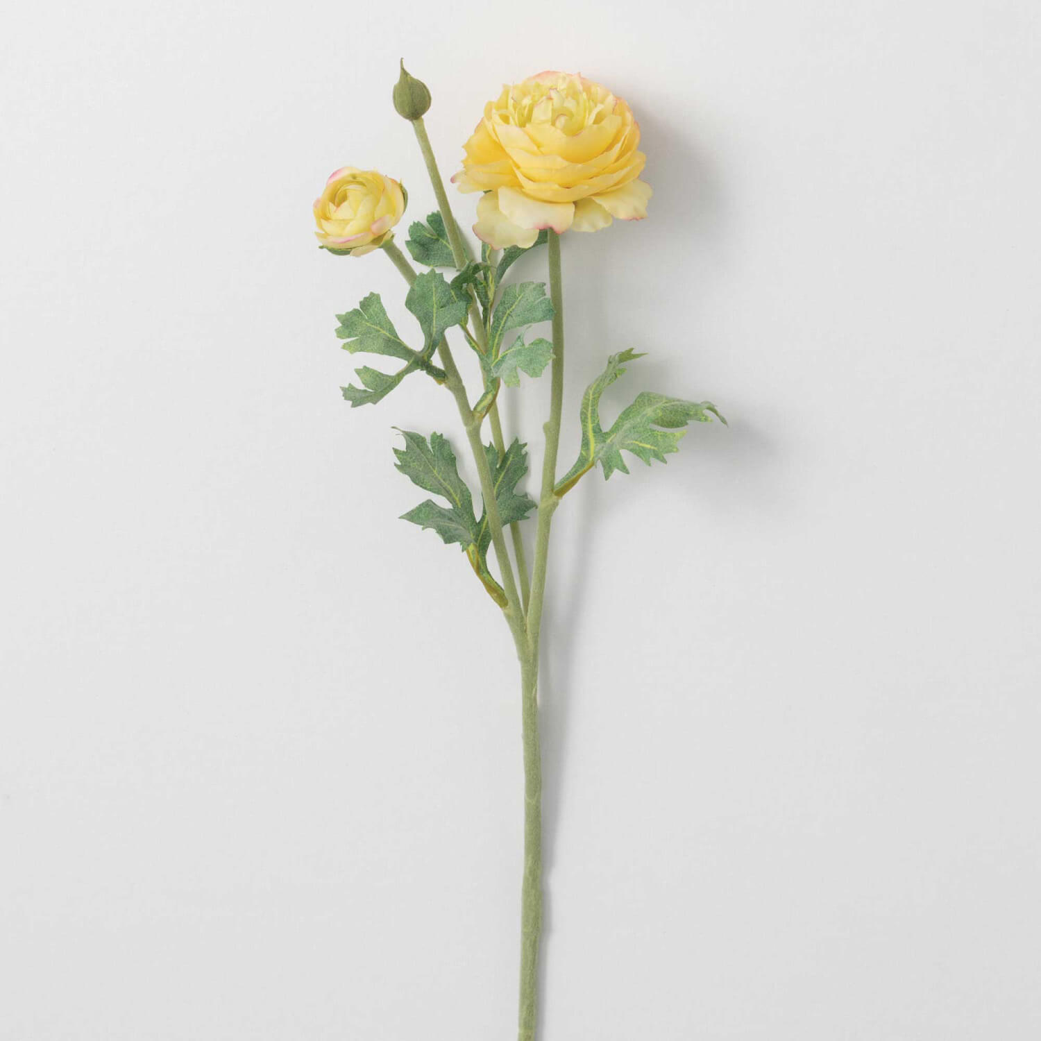 RANUNCULUS STEM